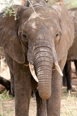 Fototapeta na wymiar Elephants in Tarangire National Park, Tanzania, Africa