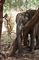 Elephant in Tarangire National Park, Tanzania