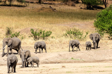 Obraz premium Elephants