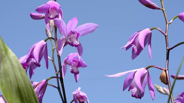 紫蘭の花と青空