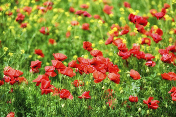 Fototapeta premium closeup of red poppies on cereal field in summer