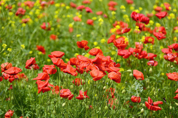 closeup of red poppies on cereal field in summer