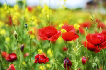 Fototapeta premium closeup of red poppies on cereal field in summer