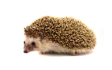 Hedgehog isolate on white background