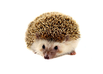 Hedgehog isolate on white background
