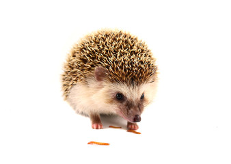 Hedgehog isolate on white background