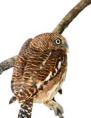 owl of white background