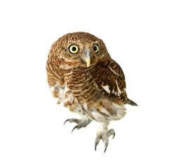 owl of white background
