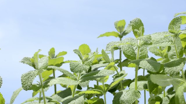 青空をバックにアップルミント