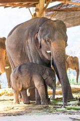 Thai Baby Elephant And Mother