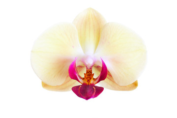 Flower of a yellow orchid