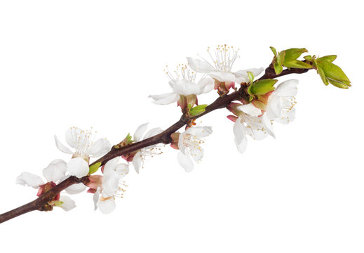 blooming isolated spring cherry tree branch