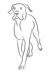 Fototapeta premium Deutsche Dogge trabend