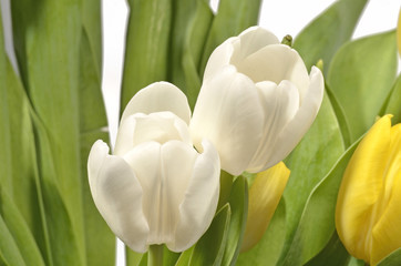 Tulpen