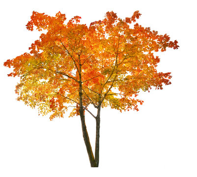isolated bright red autumn maple tree