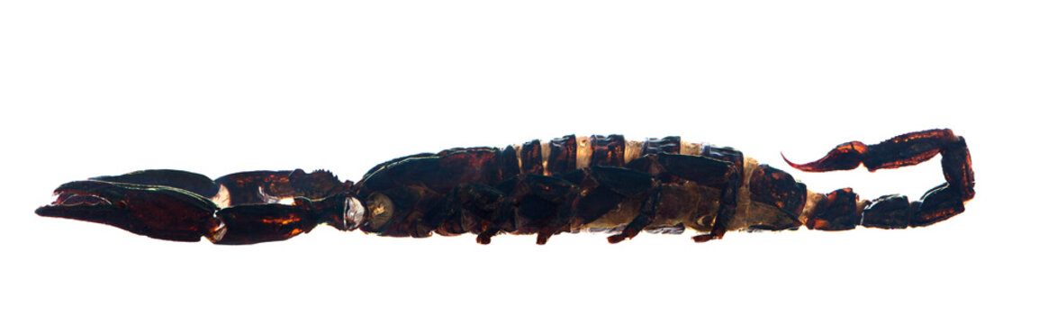dark brown isolated scorpion