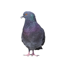 isolated feral pigeon