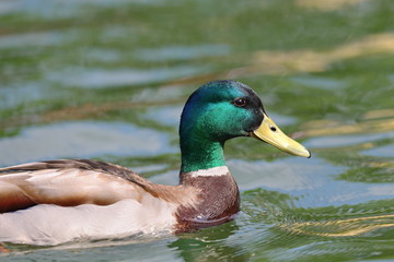 male mallard portrait