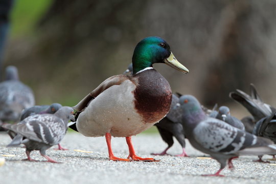 male mallard duck amongst pigeons