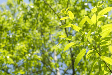 栗の木の葉の新緑