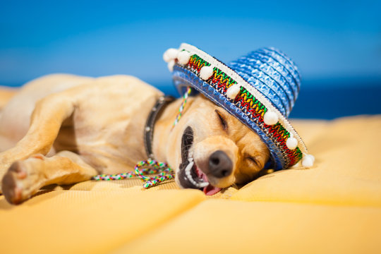 drunk mexican dog