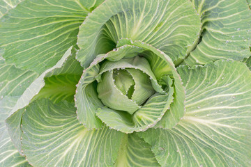 close view of cabbage in the field