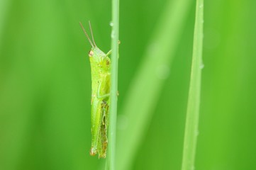 稲に留まるイナゴ