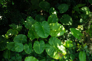 クワズイモの葉