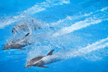 Obraz premium dolphins in action