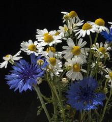 Kamille; Chamomilla recutita; Kornblumen