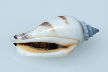 Naklejka premium meeresschnecken