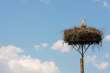 Fototapeta premium Stork in a nest