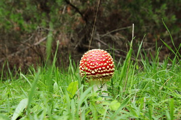 Poisonous mushroom