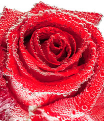 Red wet rose