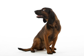Obraz premium dog in studio, Bavarian Mountain Scenthound dog