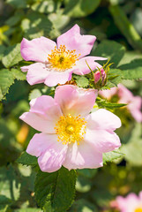 Nice pink briar roses or eglantines under the warm spring sun