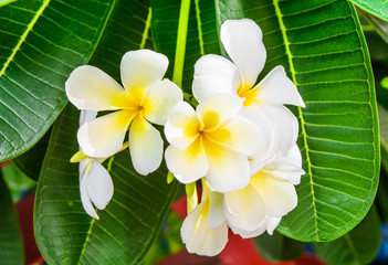 Obraz na płótnie Canvas close up flower of templetree