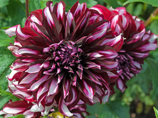 Dahlien