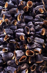 Dried Eggplants, Istanbul