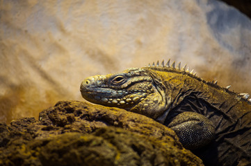 lizard