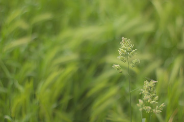 Canary grass
