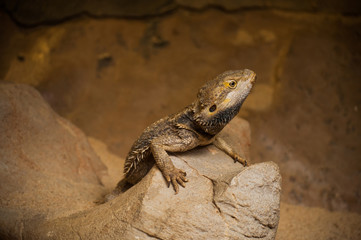 lizard