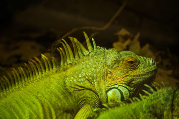 Green iguana