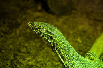 The Nile monitor