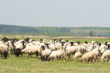Fototapeta premium sheep on the grass