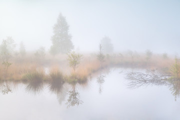 Obraz na płótnie Canvas old swamp in dense morning fog
