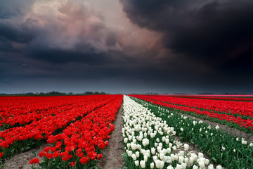 dark stormy clouds over tulip field