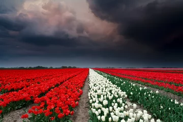 Foto auf Acrylglas Tulpe dark stormy clouds over tulip field