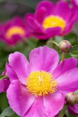 Paeonia lactiflora