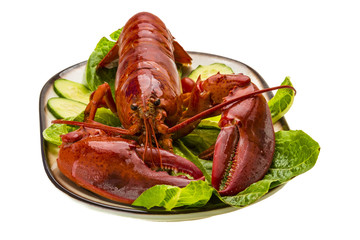 Large Lobster